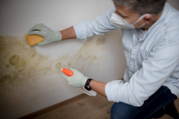 Best White Mold Remediation in Gratton, VA