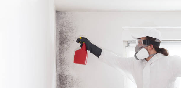 Best HVAC Mold Remediation in Gratton, VA