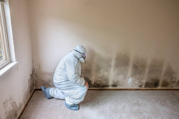 Best Industrial Mold Remediation in Gratton, VA