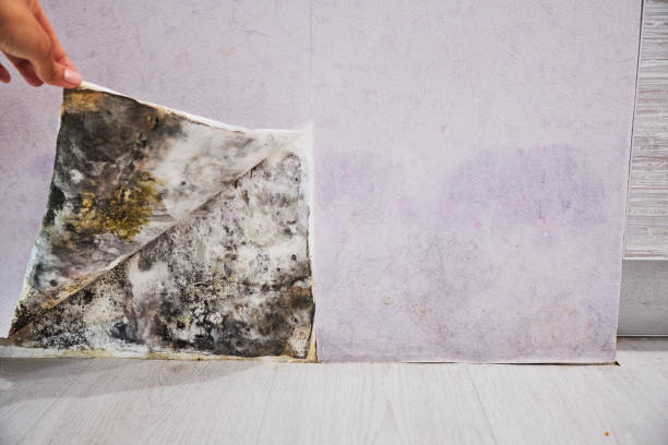 Best Localized Mold Remediation (e.g., coastal areas, humid climates) in Gratton, VA